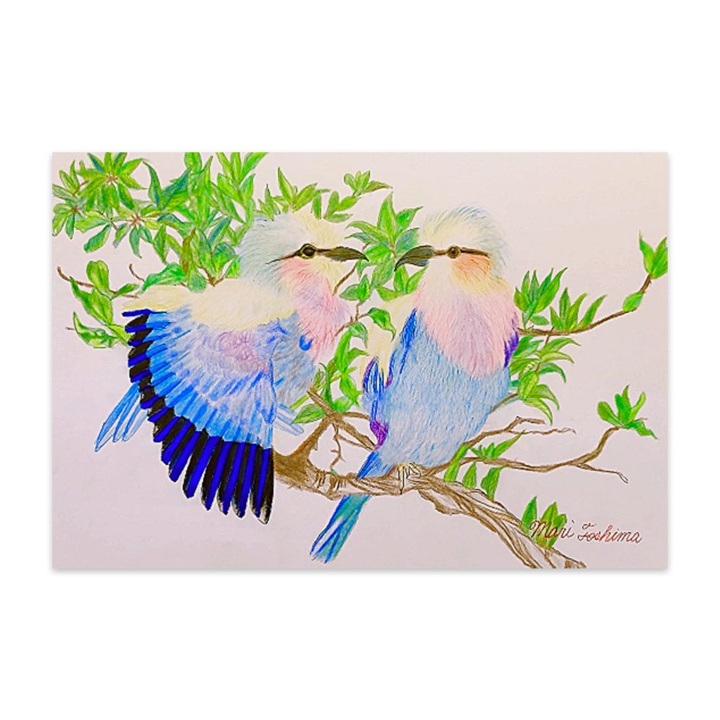 POST CARD❤︎ Coracias caudata