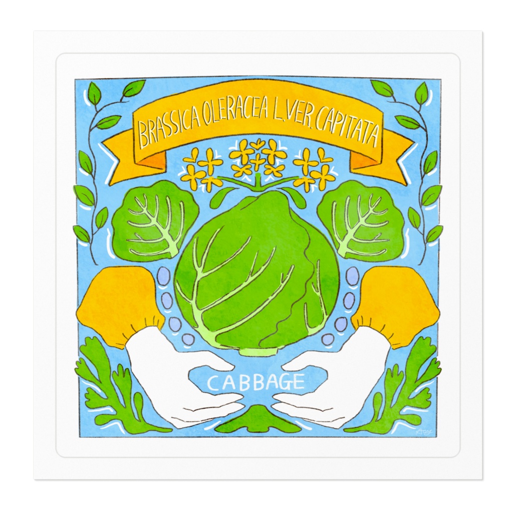キャベツのステッカー