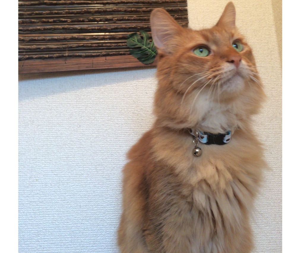 うちの子トート(クール)