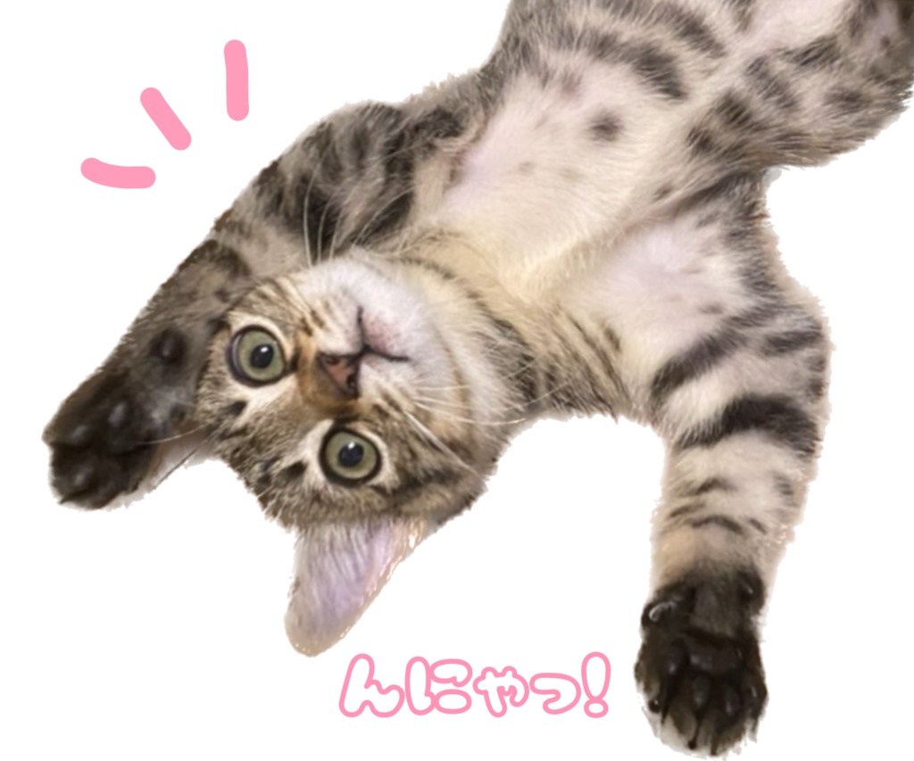 うちの子トート(キキ)