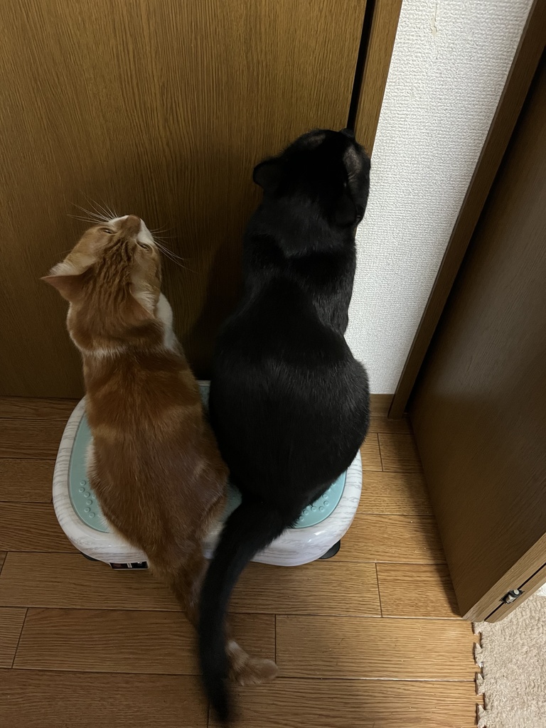 にゃんずTシャツ