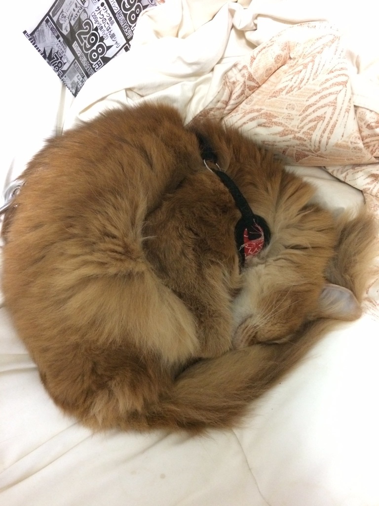 にゃんもないとパーカー