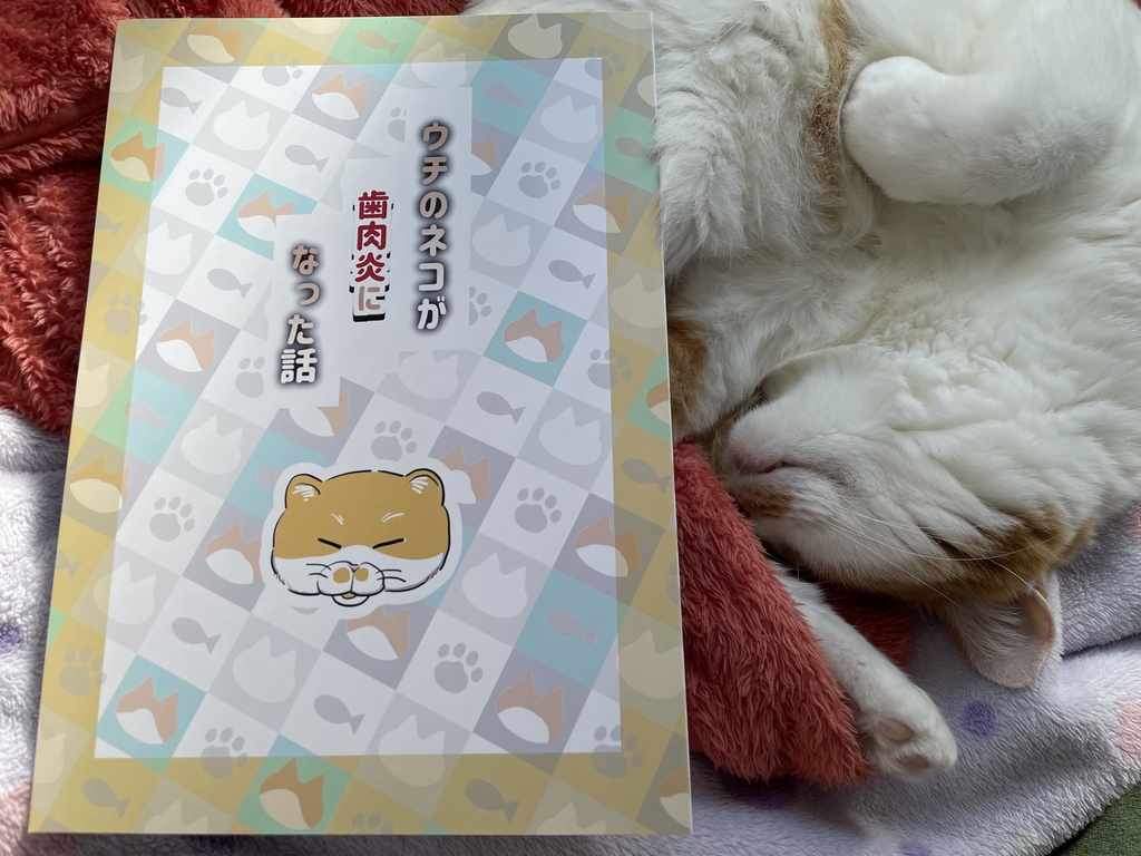 ウチの猫が歯肉炎になった話