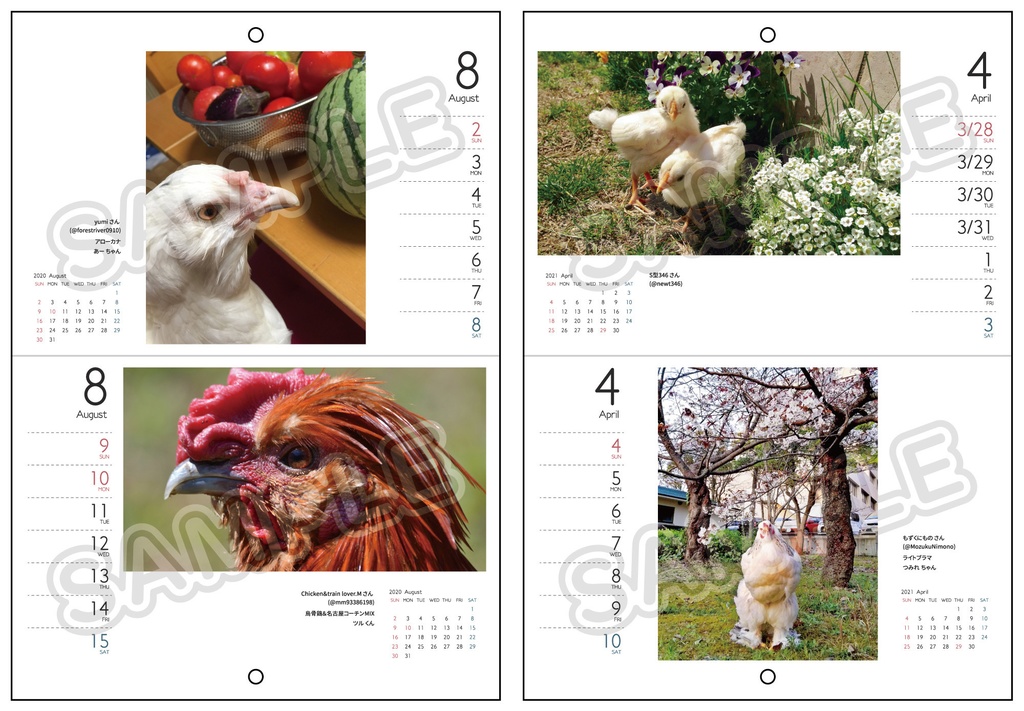 【既刊】2020春スタート／週めくり鶏カレンダー