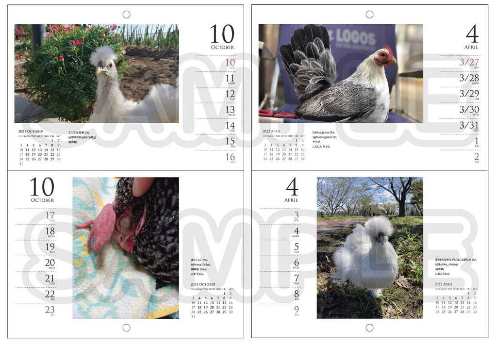 【既刊】2021春スタート/週めくり鶏カレンダー