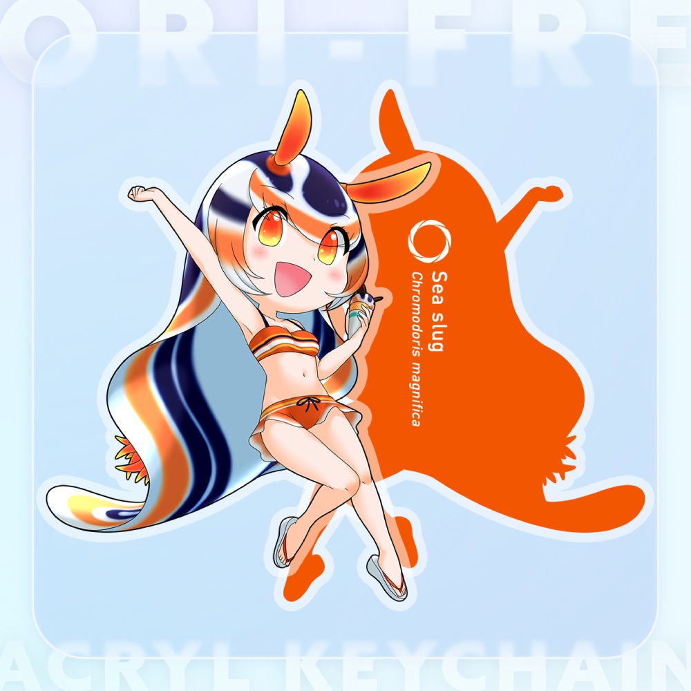 シライトウミウシ - オリフレアクキー