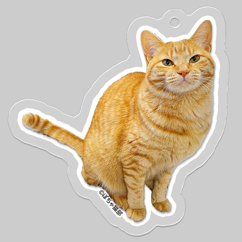 猫のまっちゃんアクリルキーホルダー【ぽちゃ猫部】