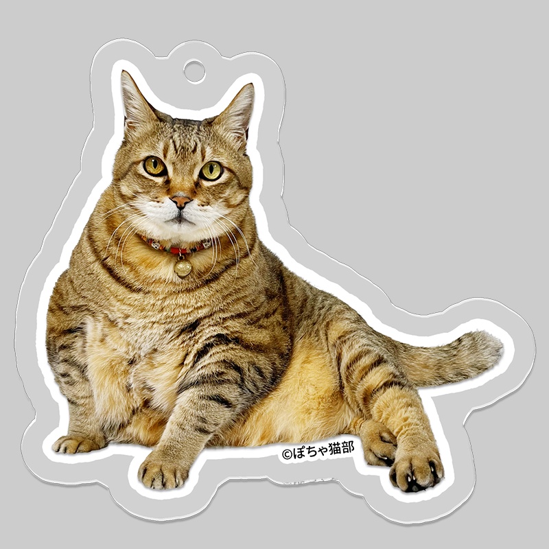 猫のまめちゃん・アクリルキーホルダー【ぽちゃ猫部】