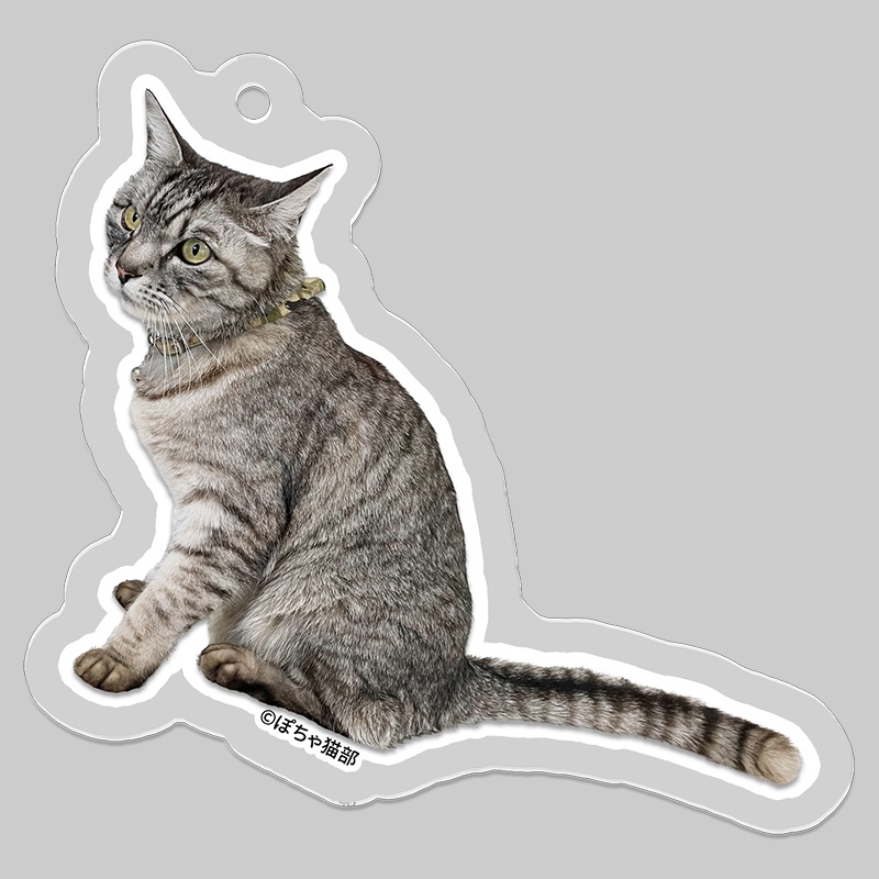 猫のそらちゃん・アクリルキーホルダー【ぽちゃ猫部】