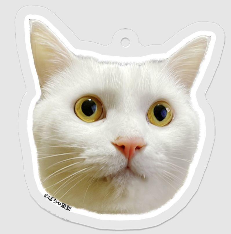 むぎ アクリルキーホルダー 顔のみ アクキー 【ぽちゃ猫部】