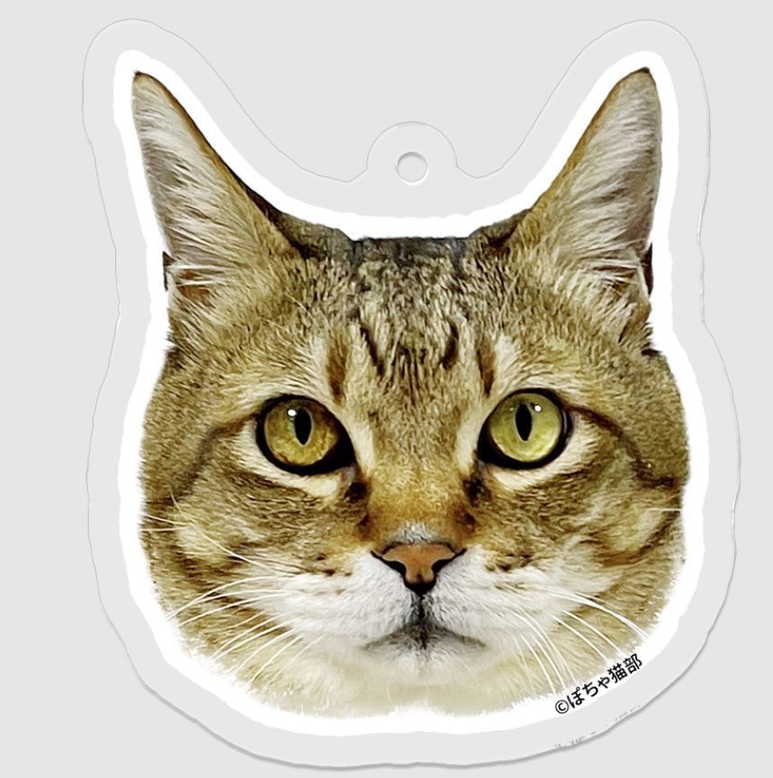 まめさん アクリルキーホルダー 顔のみ アクキー 【ぽちゃ猫部】