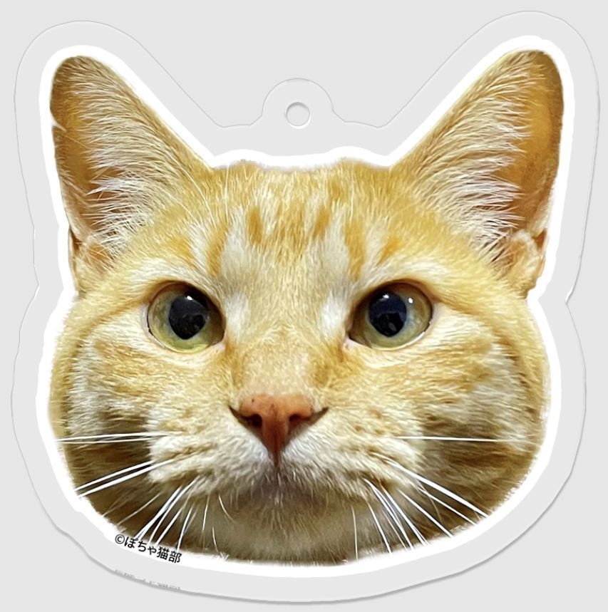 まっちゃん アクリルキーホルダー 顔のみ アクキー 【ぽちゃ猫部】