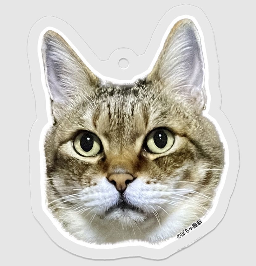 パンちゃん アクリルキーホルダー 顔のみ アクキー 【ぽちゃ猫部】
