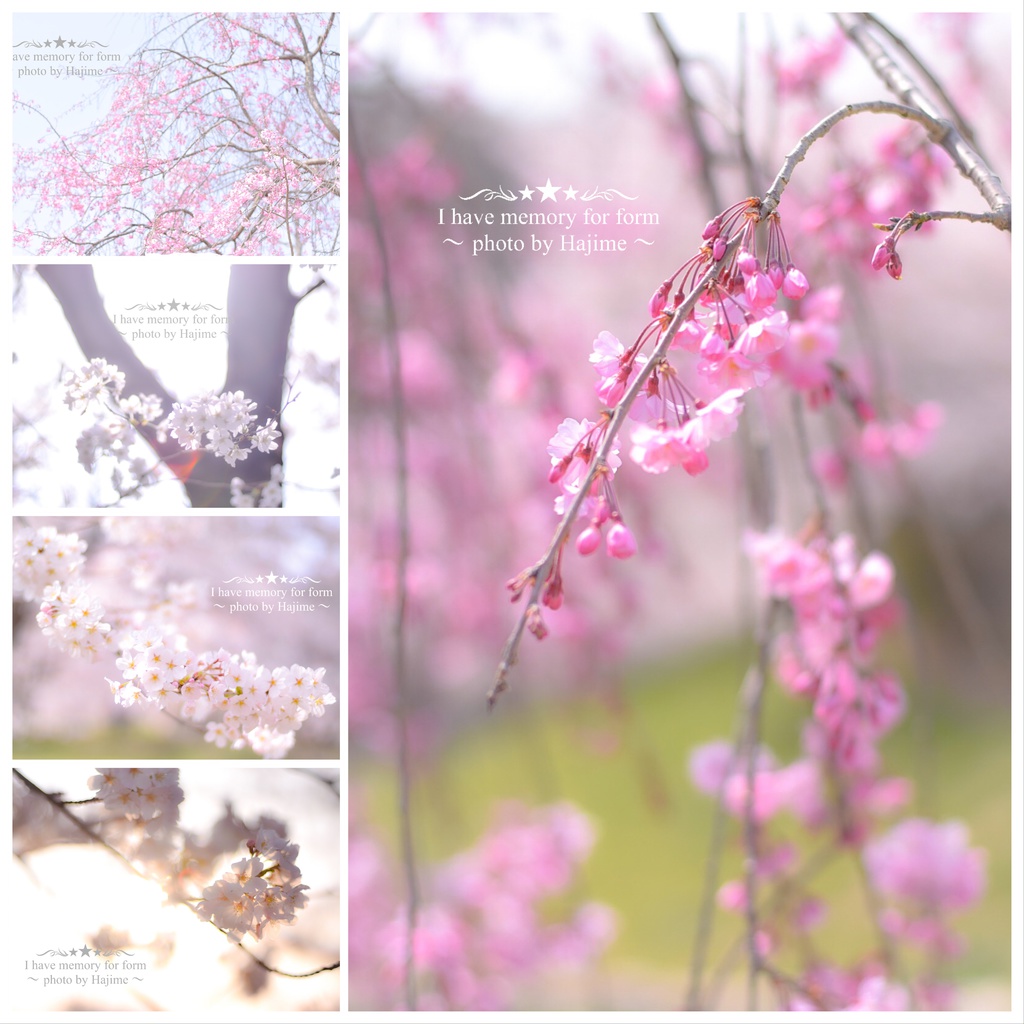 ポストカード10点セット《桜》