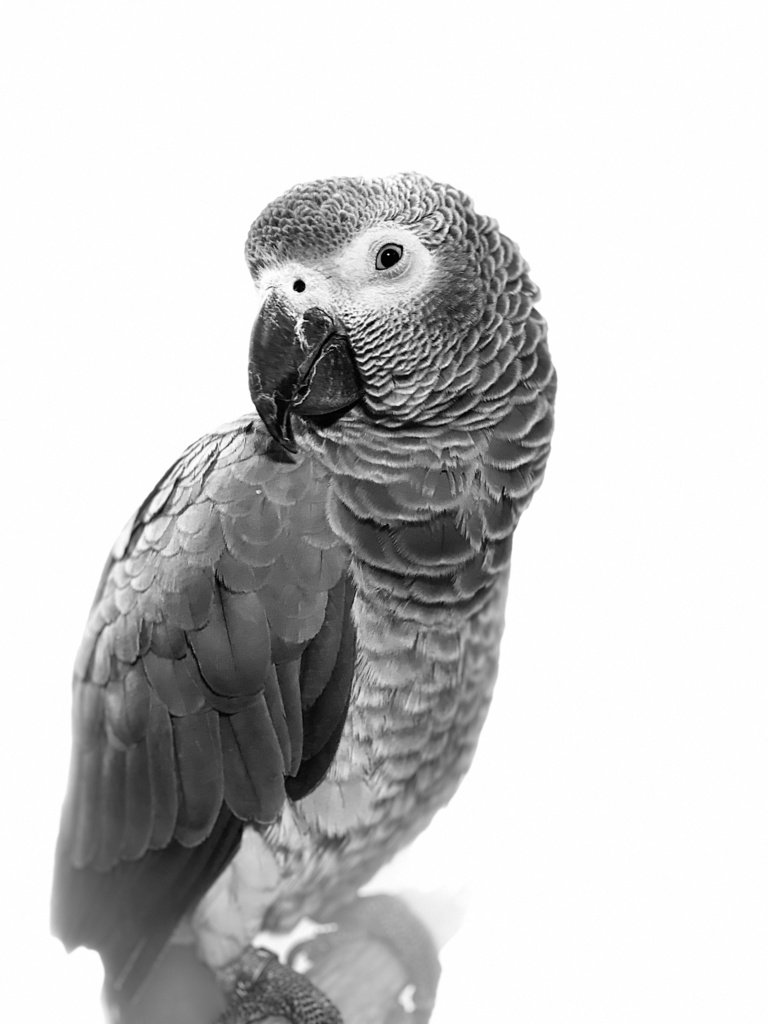 ヨウムのむぎちゃんトートバッグ