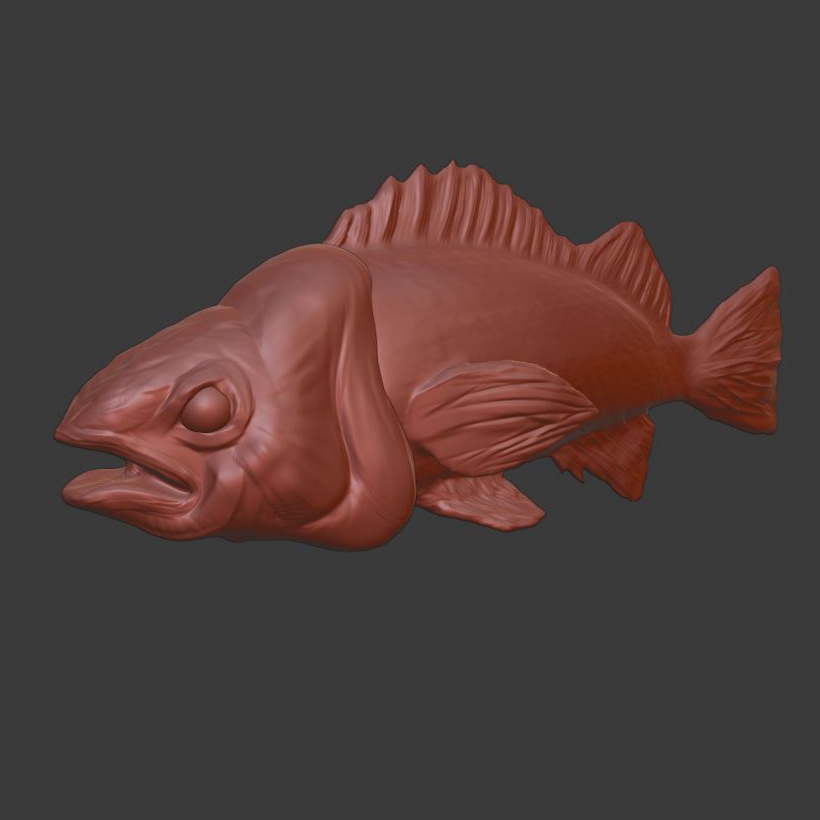 Fish rock yellow tail