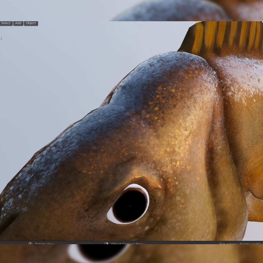 Fish rock yellow tail