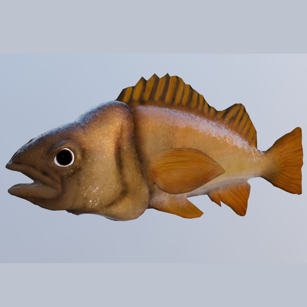 Fish rock yellow tail
