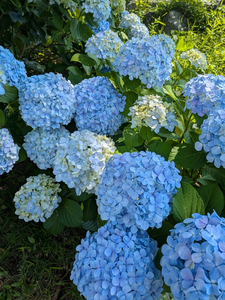 お花や木