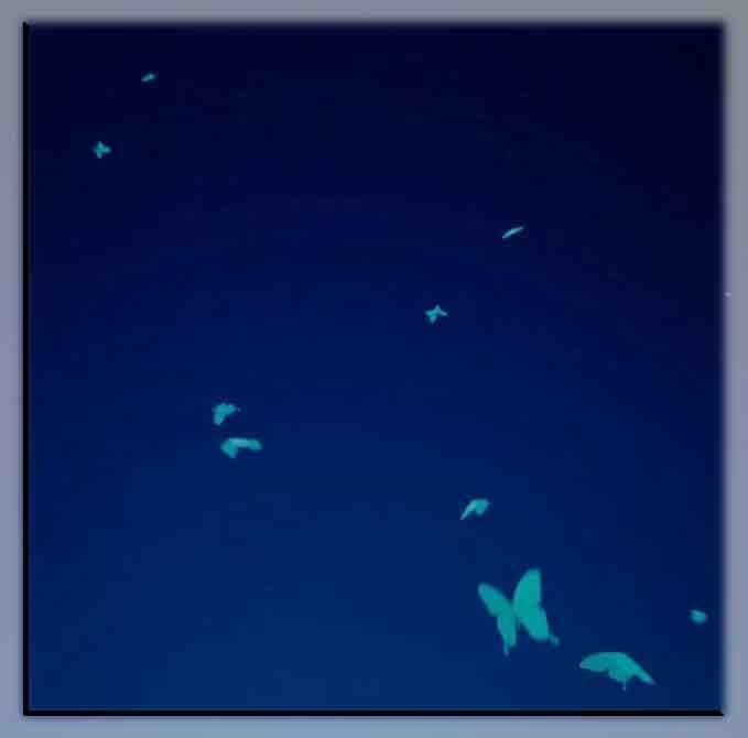 【配信用画面素材】闇夜を舞う蝶【有償】カラーバリエーションパック