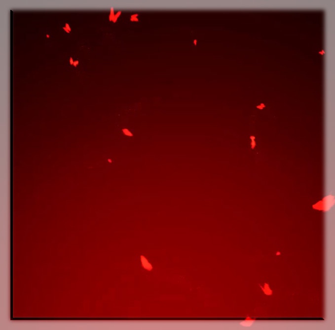 【配信用画面素材】闇夜を舞う蝶【有償】カラーバリエーションパック