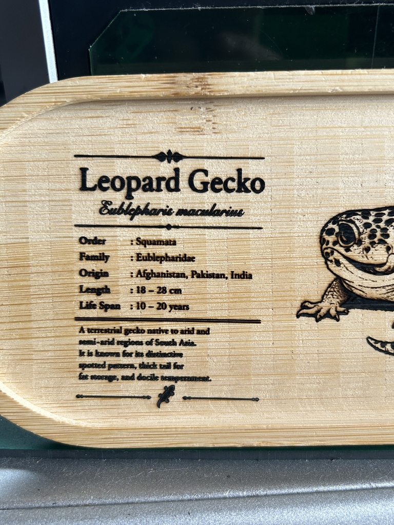 レオパードゲッコー図鑑風アクセサリートレー|木製竹トレー|レーザー刻印|爬虫類雑貨|レオパグッズ