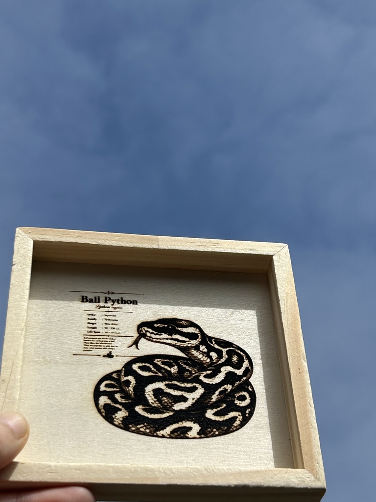 レーザー刻印 ボールパイソン図鑑風アクセサリートレー｜木製小物入れ｜爬虫類インテリア｜蛇好き向け雑貨｜Ball Python