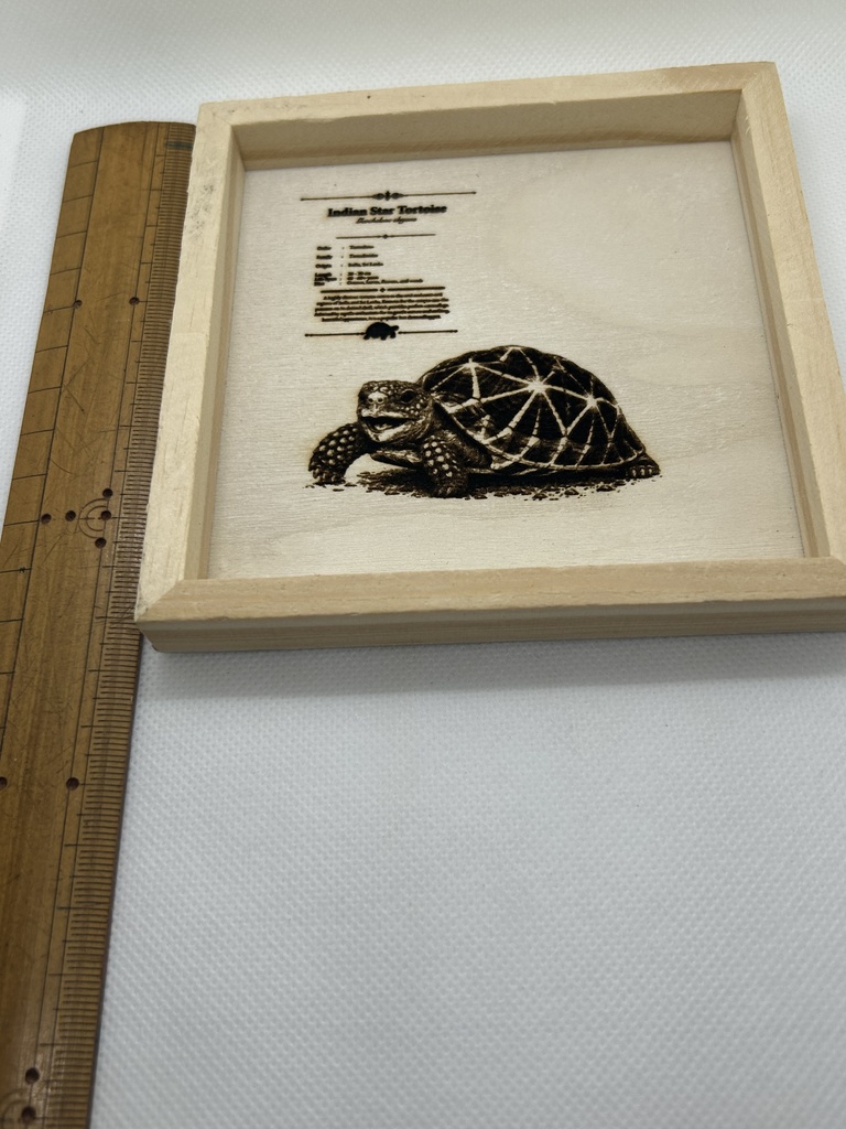 レーザー刻印 ホシガメ図鑑風アクセサリートレー|木製小物入れ|爬虫類インテリア|リクガメ雑貨|Indian Star Tortoise