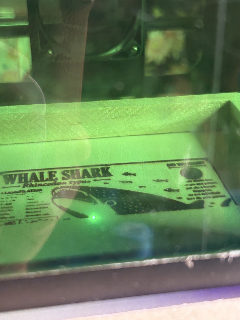 ジンベイザメ 図鑑風 木製アクセサリートレー|レーザー刻印|海の生き物インテリア|標本風デザイン