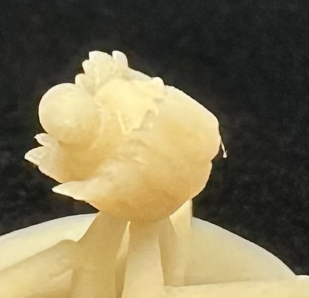 【3Dプリンター出力品】カスタム頭部パーツ 男性 若者A ウェーブロン毛