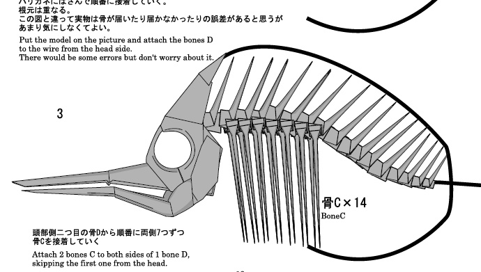 フエヤッコダイ骨格 折り図 Long-beaked Butterfly Fish Skeleton Diagram