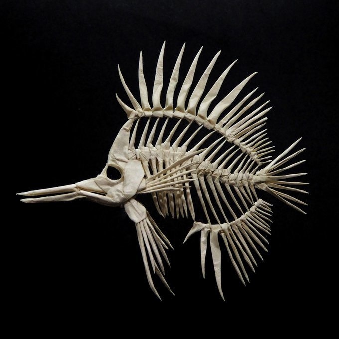 フエヤッコダイ骨格 折り図 Long-beaked Butterfly Fish Skeleton Diagram
