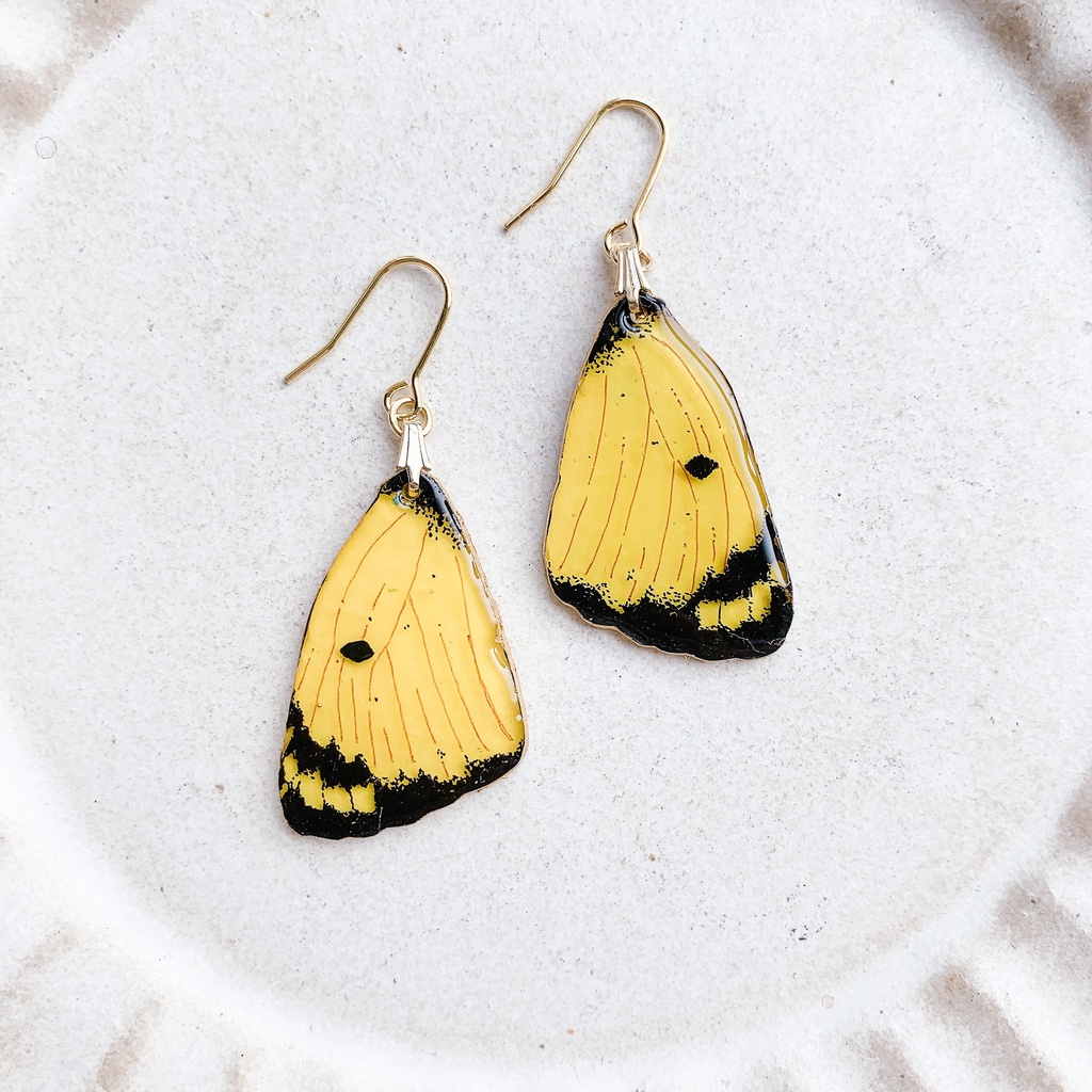 モンキチョウの翅耳飾り