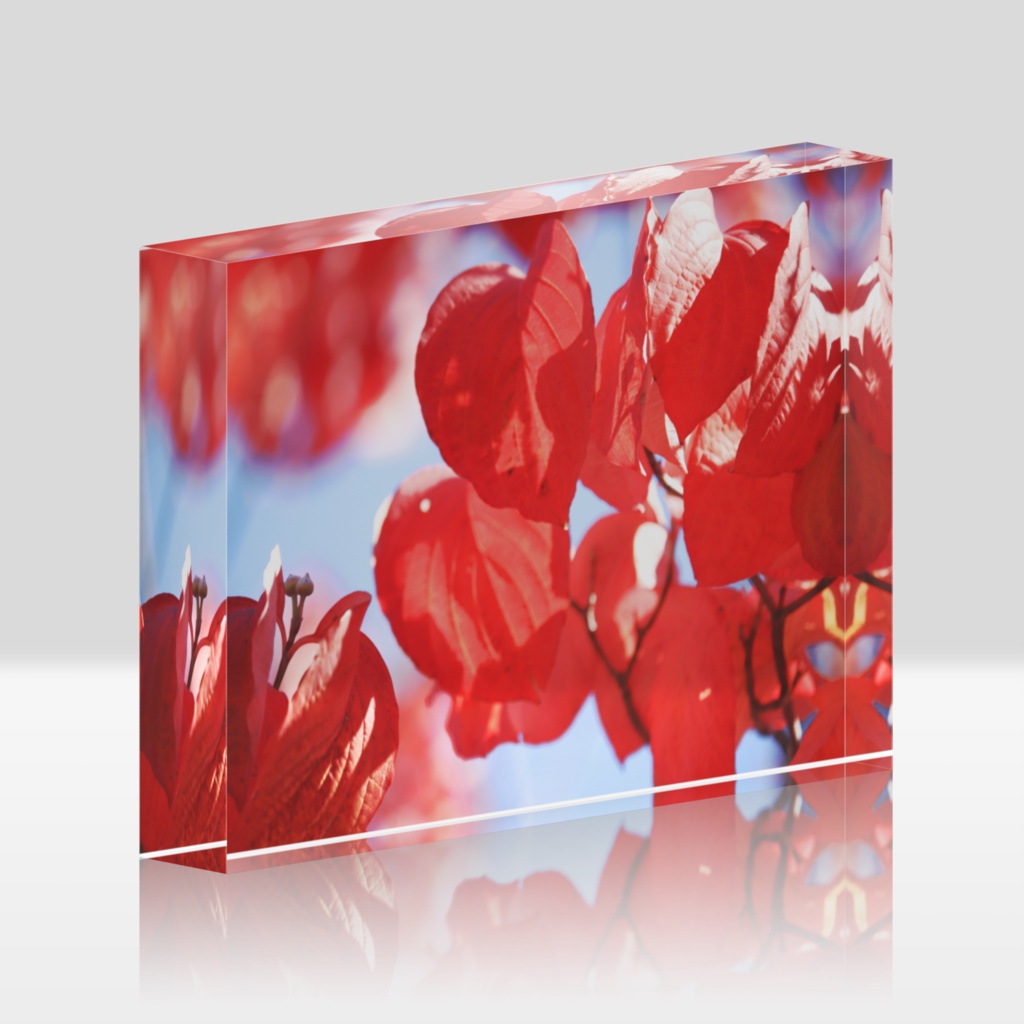 ハナミズキアクリルブロック