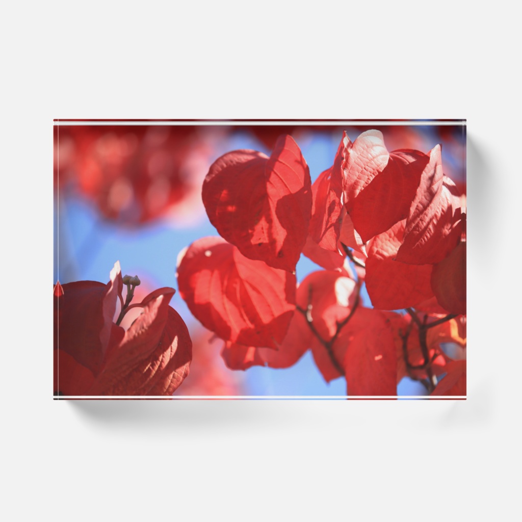 ハナミズキアクリルブロック