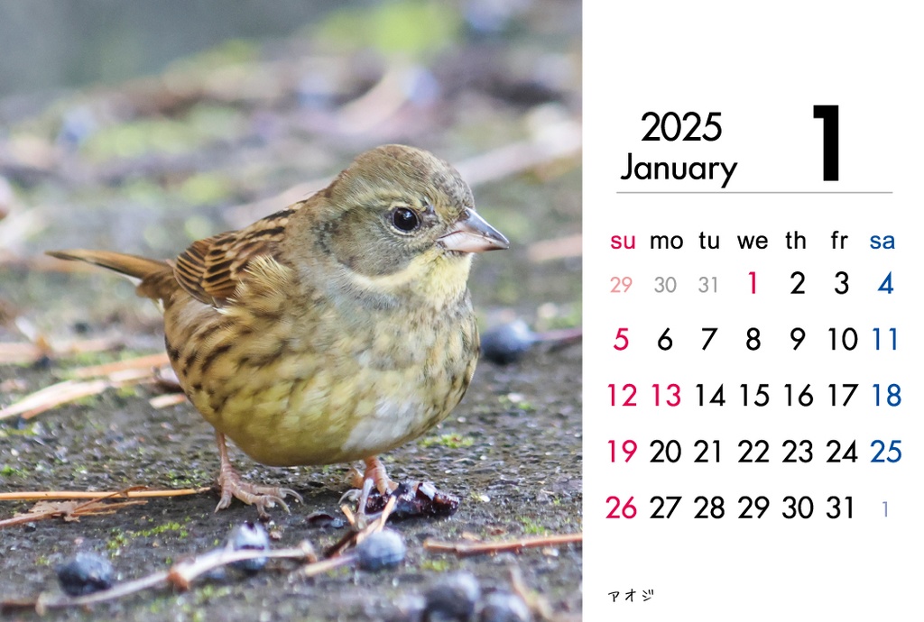 2025年度 野鳥カレンダー(卓上、ケース付き)