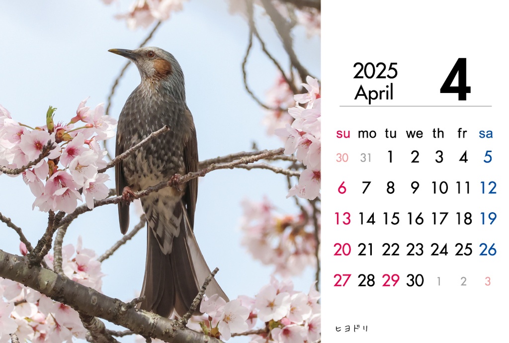 2025年度 野鳥カレンダー(卓上、ケース付き)