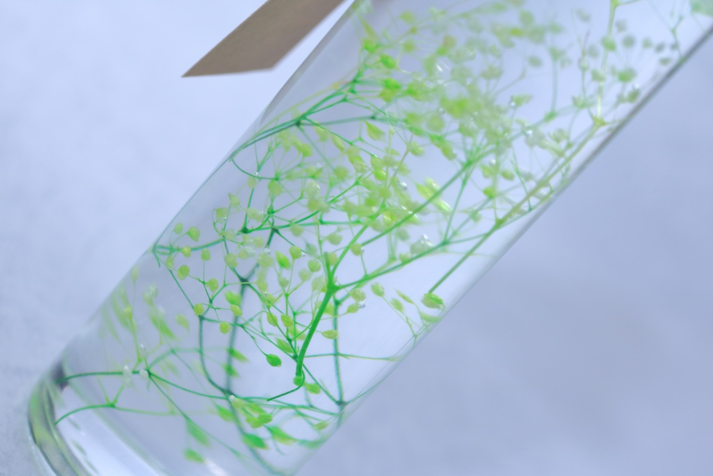 ハーバリウム【 翠 -midori- 】