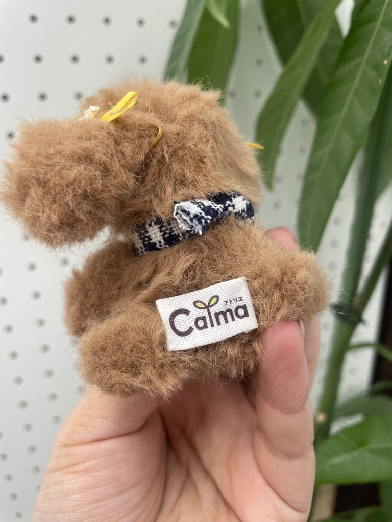 【限定5】ゆうみトイプードール