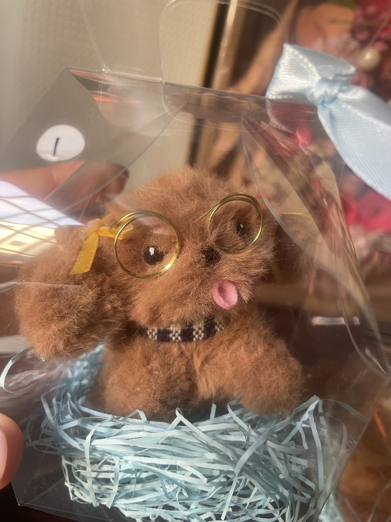 【限定5】ゆうみトイプードール