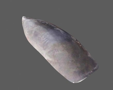 耆著 (きしゃく)