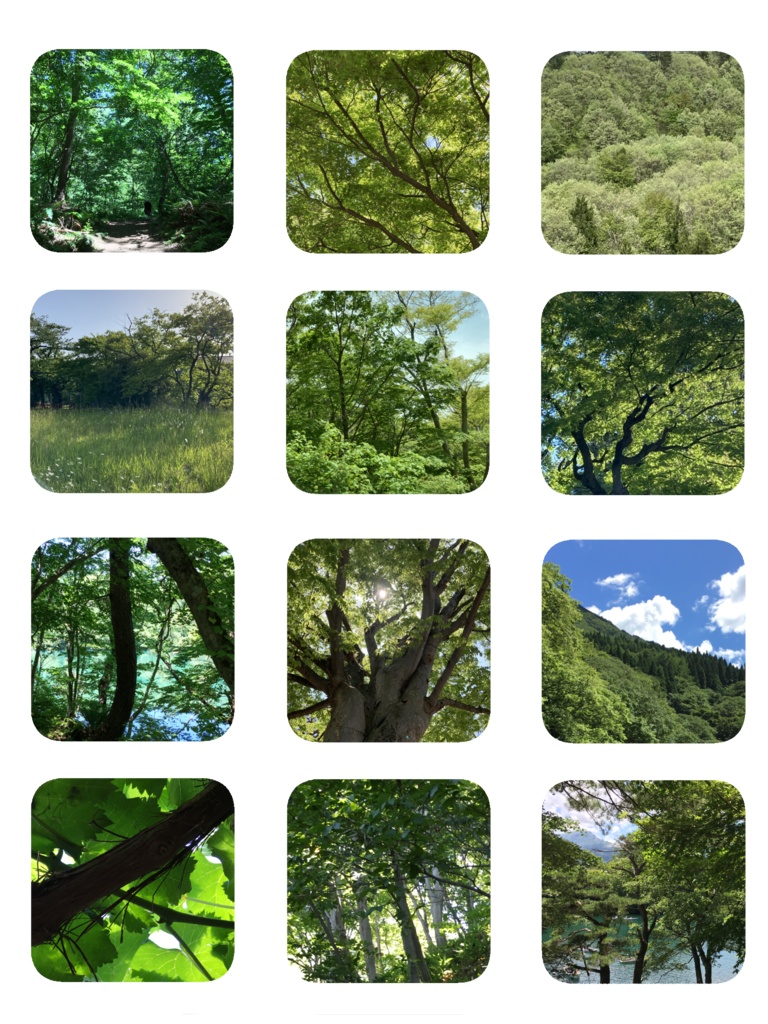 デジタルステッカー　森と葉っぱ