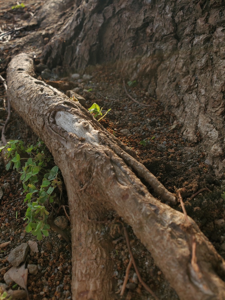 木と土の素材集２４枚【写真素材】