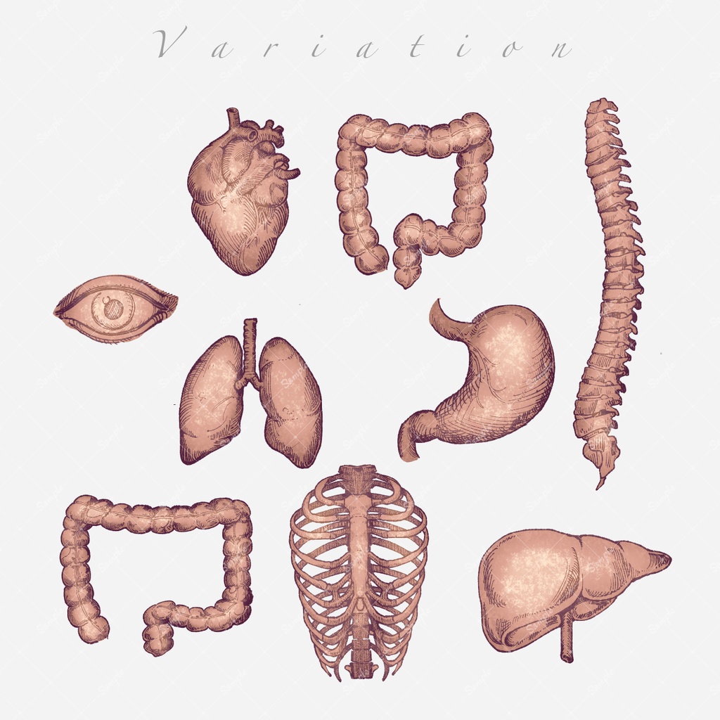 【素材集】内臓/Organ