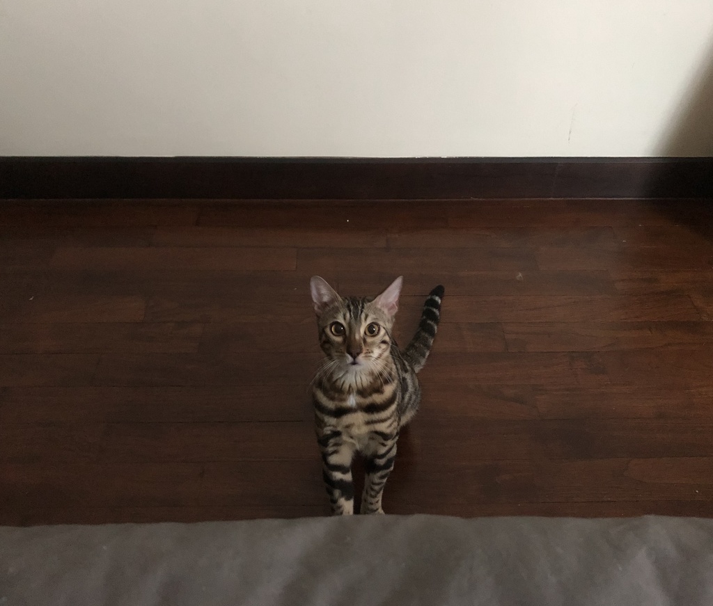 赤ちゃんのおまめき