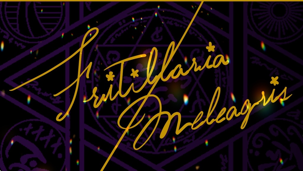 Fritillaria/Meleagris
