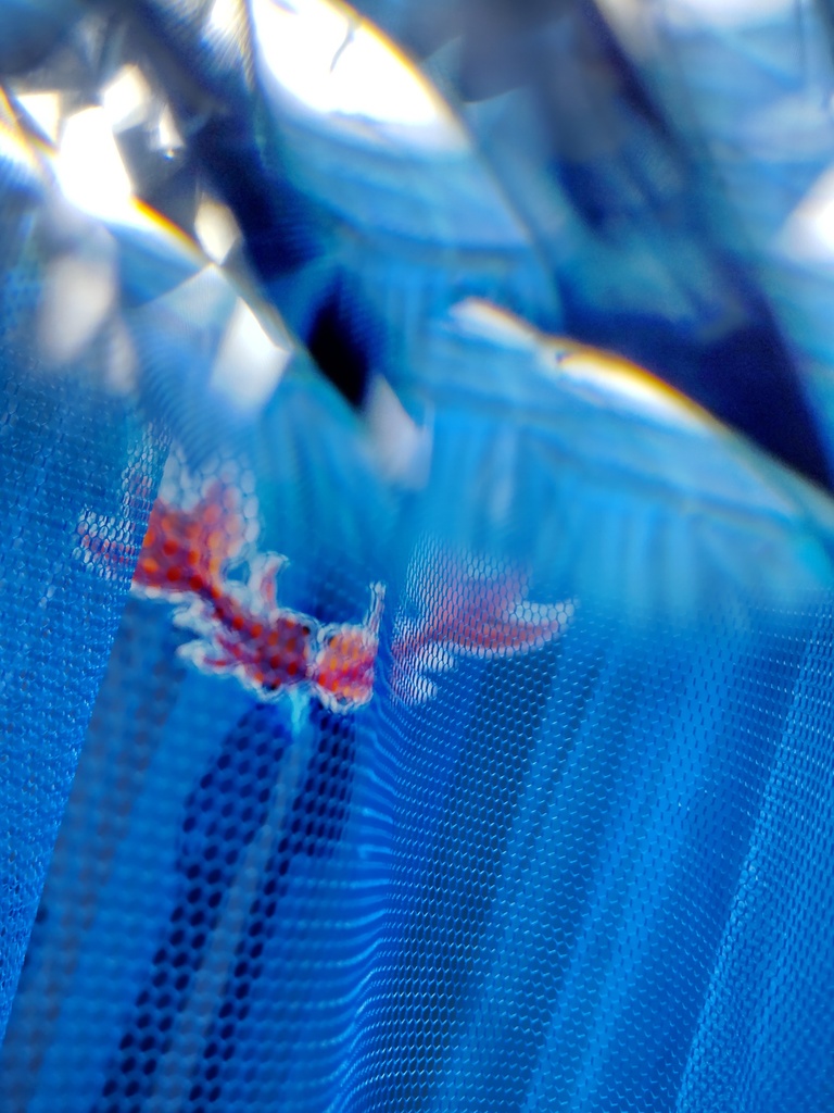 双子の金魚の襟飾り