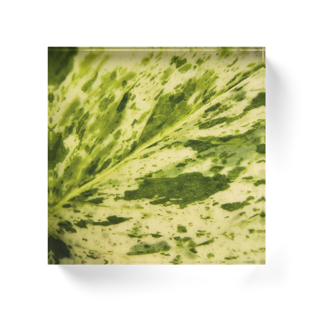 Macro Green アクリルブロック - ポトスマーブルクイーンの葉