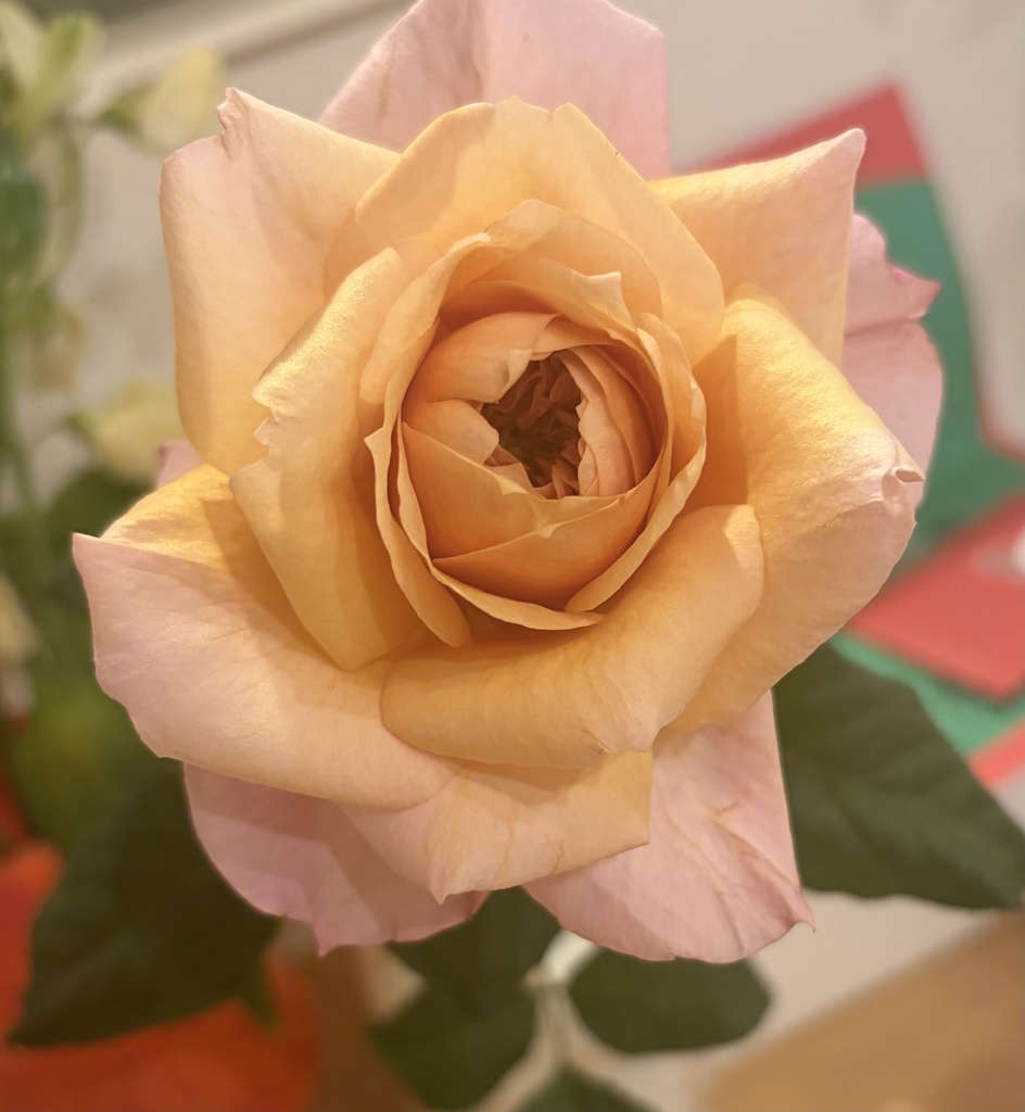 BABY 可愛い君のままで