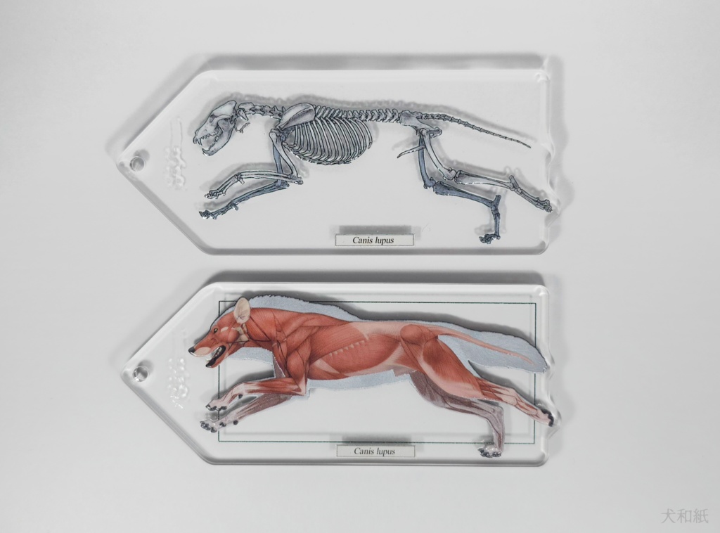 オオカミ解剖図風キーホルダー【二枚組】